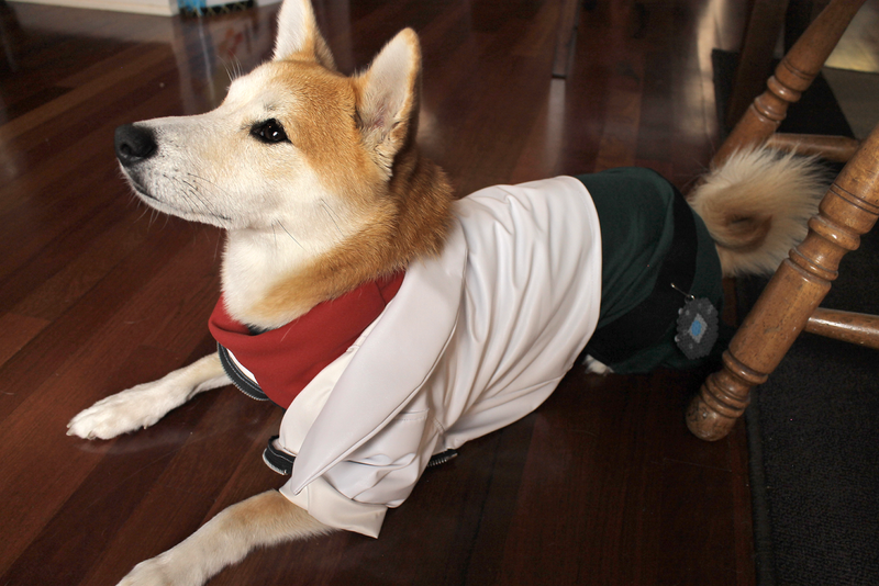 Illustration for article titled Star Doge
